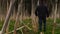 Man crossing a field of dried hogweed