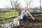 Man cultivates raspberry seedlings