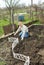 Man cultivates raspberry seedlings