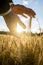 Man cupping the rising sun and wheat in his hands