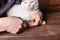 A man cuts a black and white cat`s claws with a special clipper.