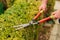 man cuts bushes in the garden with large pruner.
