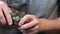 A man cuts the claws of young gray cat with a claw cutter. Chartreuse resists.