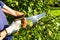 a man cuts down a branch on a tree with a saw.