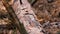 A man cuts down a fallen pine tree with an axe