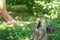 The man cuts firewood with the axe on a green grass.