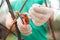 A man cuts grapes close-up. Gardener and pruner for pruning grapes. Autumn and spring pruning of grapes close-up and copy space