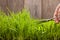 Man cuts grass for lawn with scissors