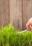 Man cuts grass for lawn with scissors,