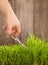 Man cuts grass for lawn with scissors, fresh cut lawn