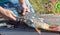 A man cuts a knife fish in nature