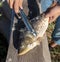 A man cuts a knife fish in nature