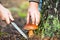 Man cuts a mushroom