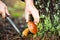 Man cuts a mushroom