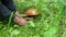 Man cuts mushroom in the forest