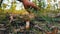 Man cuts mushrooms with a knife in the forest. Harvest mushroom after rain in grass and dry leaves, close up