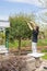 Man cuts off the branches of a coniferous tree, forming a crown, at their summer cottage