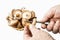 man cuts off the legs of a shiitake. organic mushrooms in a basket and on a white background with an antique cutting