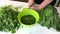 A man cuts parsley and puts it in a container Next to the table there is a lot of parsley and beet tops