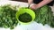 A man cuts parsley and puts it in a container Next to the table there is a lot of parsley and beet tops