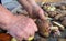 A man cuts the potato tuber into pieces before planting