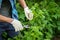 A man cuts raspberries with pruners. Selective focus.