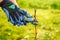 A man cuts raspberries with pruners. Selective focus. People.