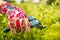 A man cuts raspberries with pruners. Selective focus. People.