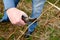 A man cuts a raspberry escape with shears. Spring garden work