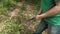 Man cuts saws tree branch in green summer forest