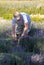 A man cuts sickle lavender flowers in the middle of a lavender field . Ostrow near Cracow,