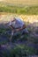 A man cuts sickle lavender flowers in the middle of a lavender field . Ostrow near Cracow,