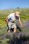 A man cuts sickle lavender flowers in the middle of a lavender field . Ostrow near Cracow, Poland