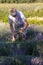 A man cuts sickle lavender flowers in the middle of a lavender field . Ostrow near Cracow, Poland