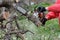 A man cuts a tree with a chainsaw. Pruning trees.