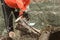 A man cuts a tree with a chainsaw. Pruning trees.