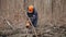 A man cuts up fallen dead trees in thick forest for firewood