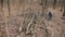 A man cuts up fallen dead trees in thick forest for firewood