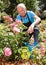 Man cutting back shoots of rose bushes