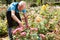 Man cutting back shoots of rose bushes