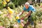 Man cutting back shoots of rose bushes