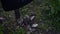 A Man Is Cutting A Branch Of A Tree Using An Axe During Daytime. - Close Up Shot