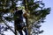 Man cutting branches with chainsaw