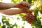 Man cutting bunch of fresh ripe juicy  with pruner outdoors, closeup