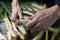 Man cutting calcots, sweet onions typical of Catalonia, Spain