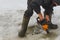 Man cutting chainsaw shell in ice