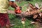 Man cutting coconut trees with a electric chainsaw