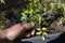 Man cutting dead leaves from a tomato plant with garden cutters.