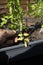 Man cutting dead leaves from a tomato plant with garden cutters.