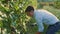Man cutting grapes during the harvesting process. Slow motion.